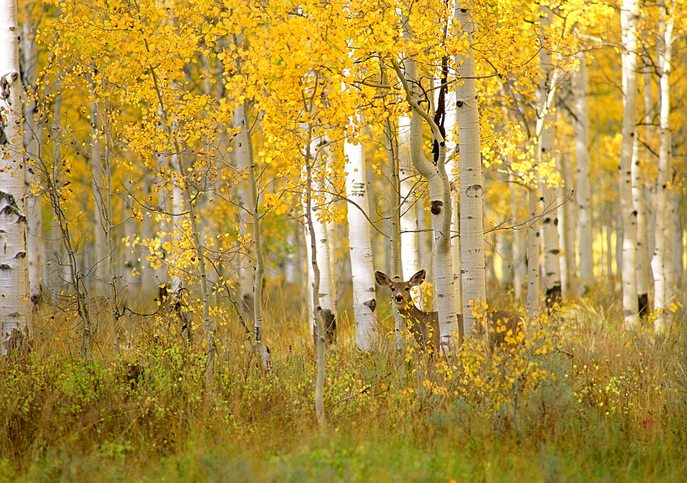 Autumn in Uinta national forest. A deer in the aspen trees, Wasatch Mountains, Utah, USA