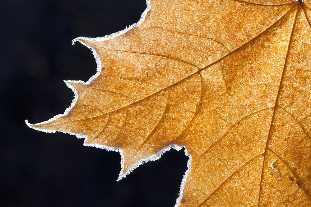 Part of a brown frosted maple leaf with central ribs and distinctive outline, Utah, USA