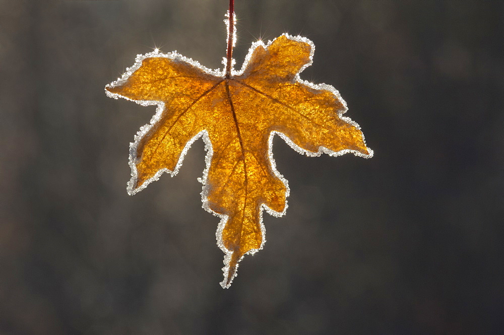 A brown frosted maple leaf, with a frosted edge, with the light shining through it. Autumn, Utah, USA