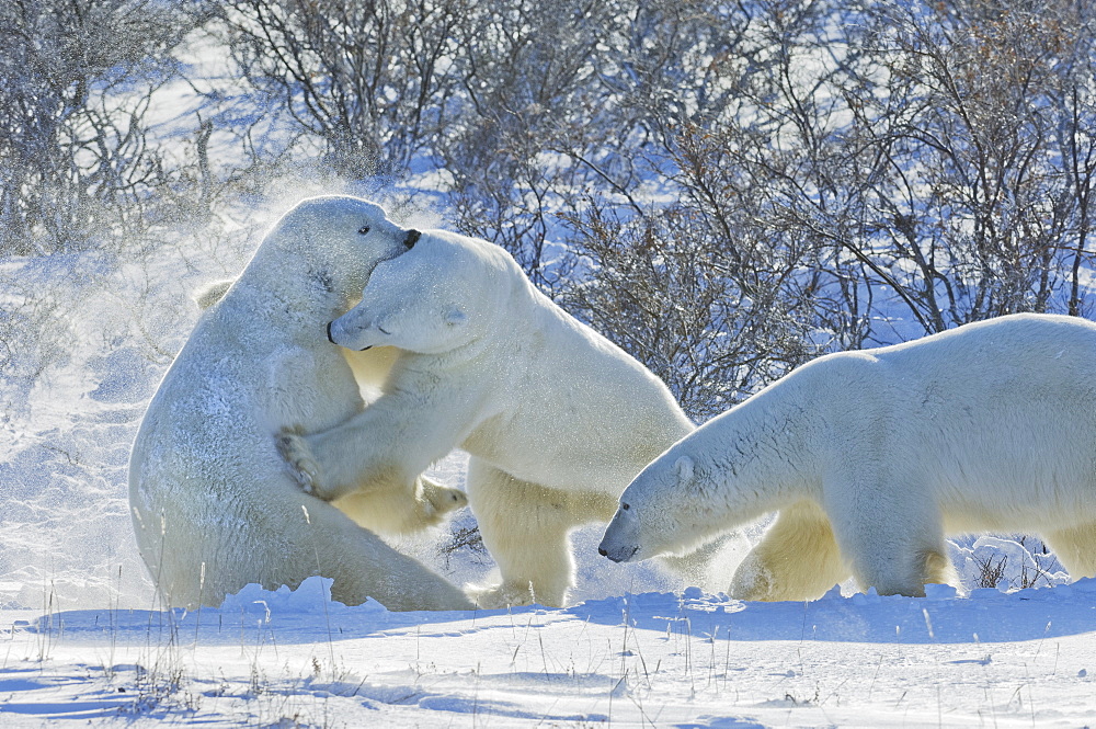 Polar bears in the wild. A powerful predator and a vulnerable or potentially endangered species, Manitoba, Canada