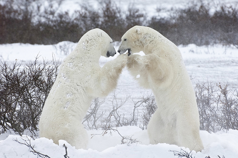 Polar bears in the wild. A powerful predator and a vulnerable or potentially endangered species, Manitoba, Canada