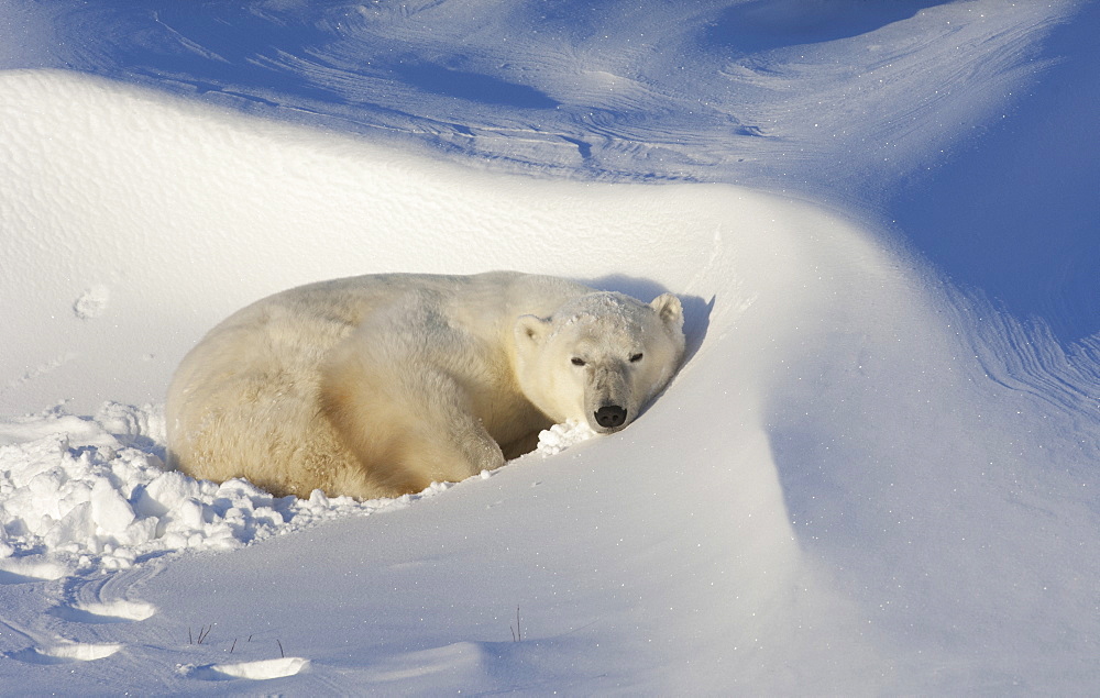 Polar bears in the wild. A powerful predator and a vulnerable or potentially endangered species, Manitoba, Canada
