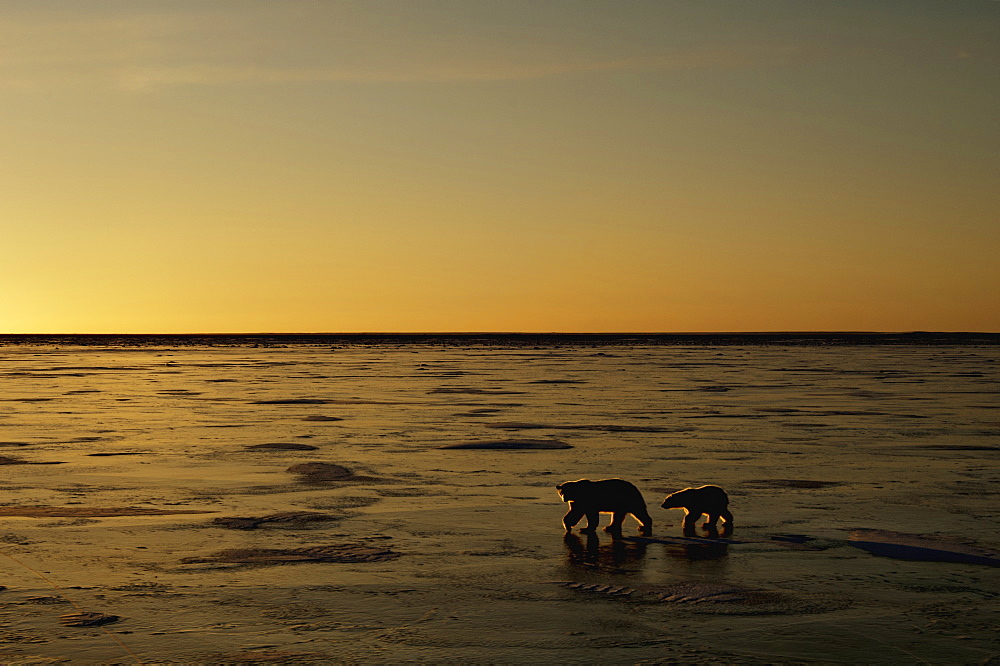 Polar bears in the wild. A powerful predator and a vulnerable or potentially endangered species, Manitoba, Canada