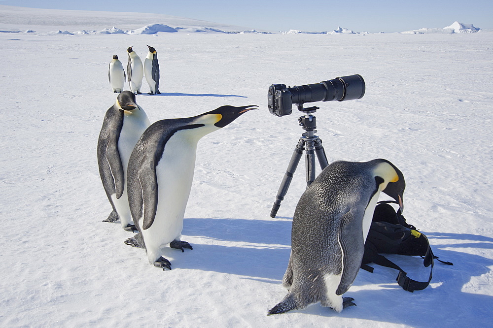 A small group of curious Emperor penguins looking at camera and tripod on the ice on Snow Hill island. A bird peering through the view finder, Weddell Sea, Snow Hill Island, Antarctica