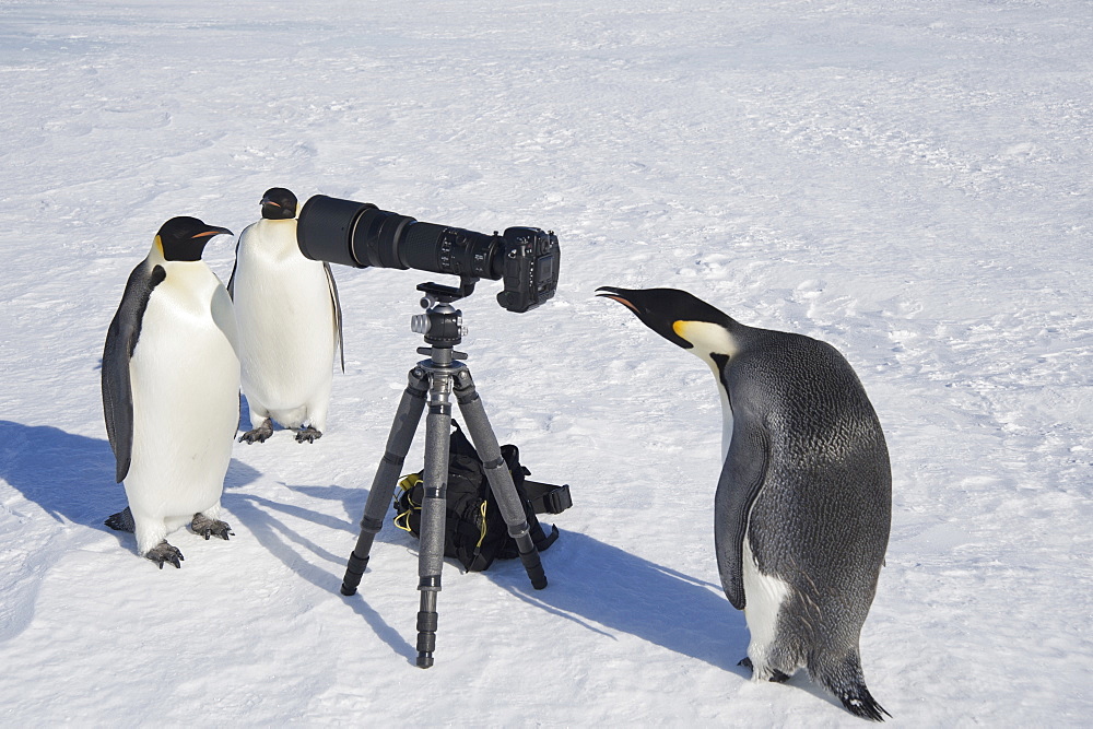 A small group of curious Emperor penguins looking at camera and tripod on the ice on Snow Hill island. A bird peering through the view finder, Weddell Sea, Snow Hill Island, Antarctica