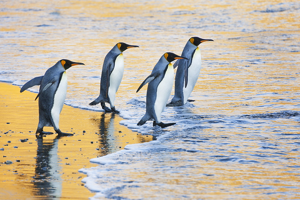 A group of four adult King penguins at the water's edge walking into the water, at sunrise. Reflected light, Fortuna Bay, South Georgia Island