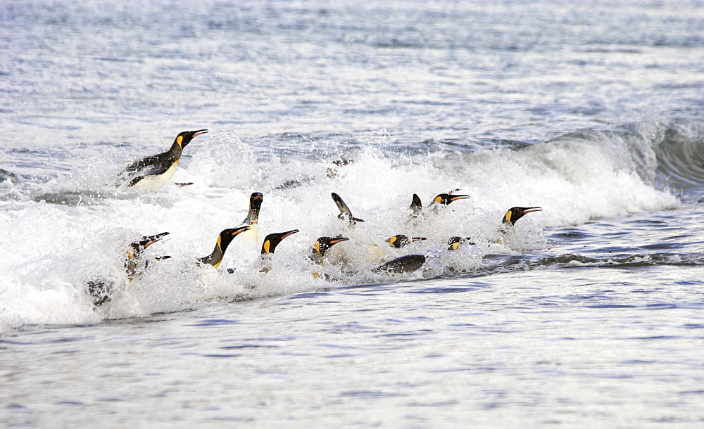 A group of King penguins, leaping and surfing on the waves on the shore of South Georgia Island, South Georgia Island, Falkland Islands