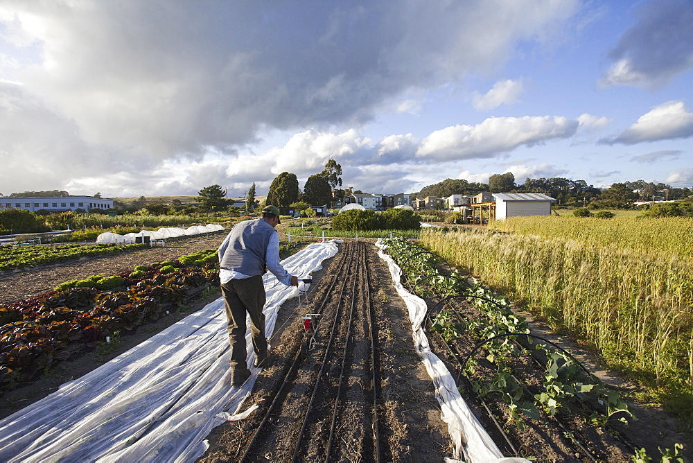 A man working in the fields at the social care and work project, the Homeless Garden Project in Santa Cruz. Sowing seed in the ploughed furrows, California, USA