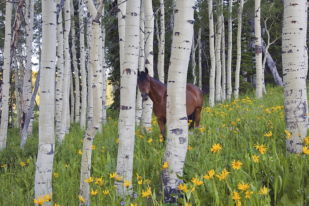 Horse in a field of wildflowers and aspen trees. Uinta Mountains, Utah, Uinta Mountains, Utah, USA