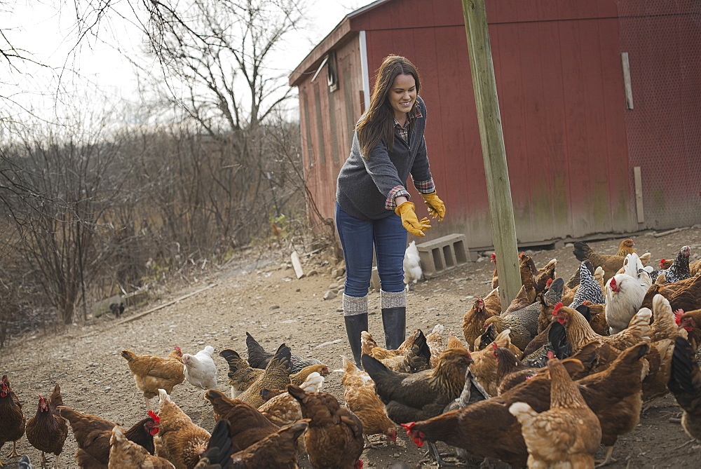 A small organic dairy farm with a mixed herd of cows and goats. Farmer working and tending to the animals, Pine Bush, New York, USA