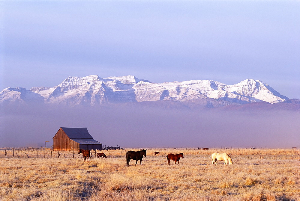 A small group of horses grazing in the Heber Valley. A snowcapped mountain range, and Mount Timpanagos, Heber Valley, Utah, USA