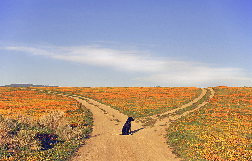 A black labrador retriever dog sitting at a fork in the road, where the path divides, California, USA