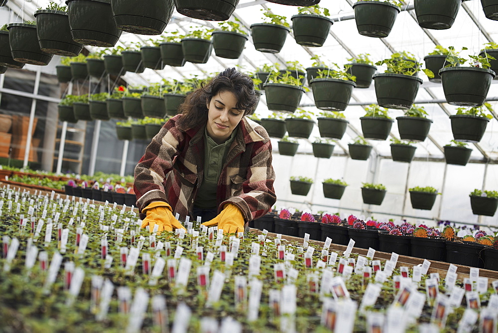 Spring growth in an organic plant nursery glasshouse. A woman working, checking plants and seedlings, Woodstock, New York, USA