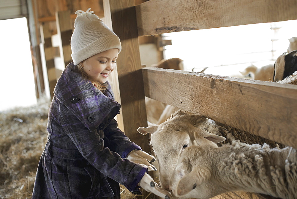 A child in the animal shed letting the sheep feed from her hand, Cold Spring, New York, USA