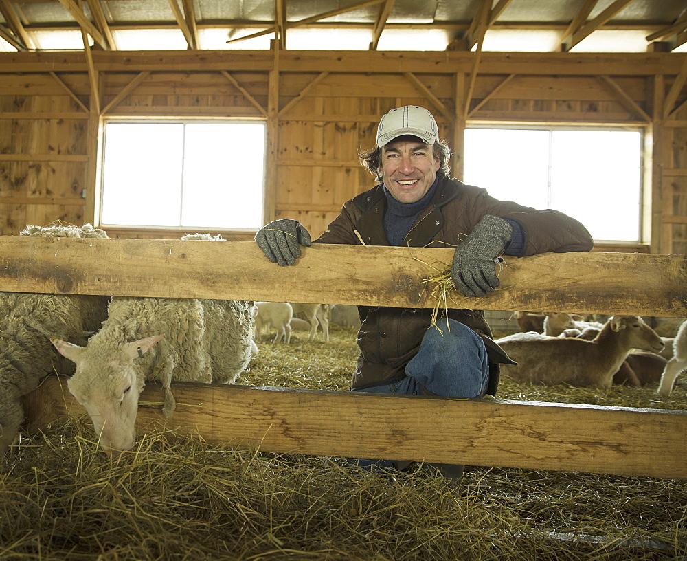 An Organic Farm in Winter in Cold Spring, New York State. A family working caring for the livestock. Farmer and sheep in a pen, Cold Spring, New York, U.S.A.