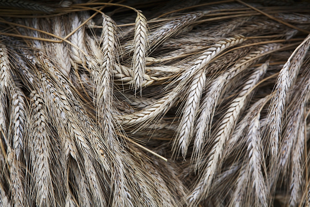 Stalks of cut dried barley with seed heads which are used in traditional thatching roofing methods, Thatching barley, Wiltshire, England