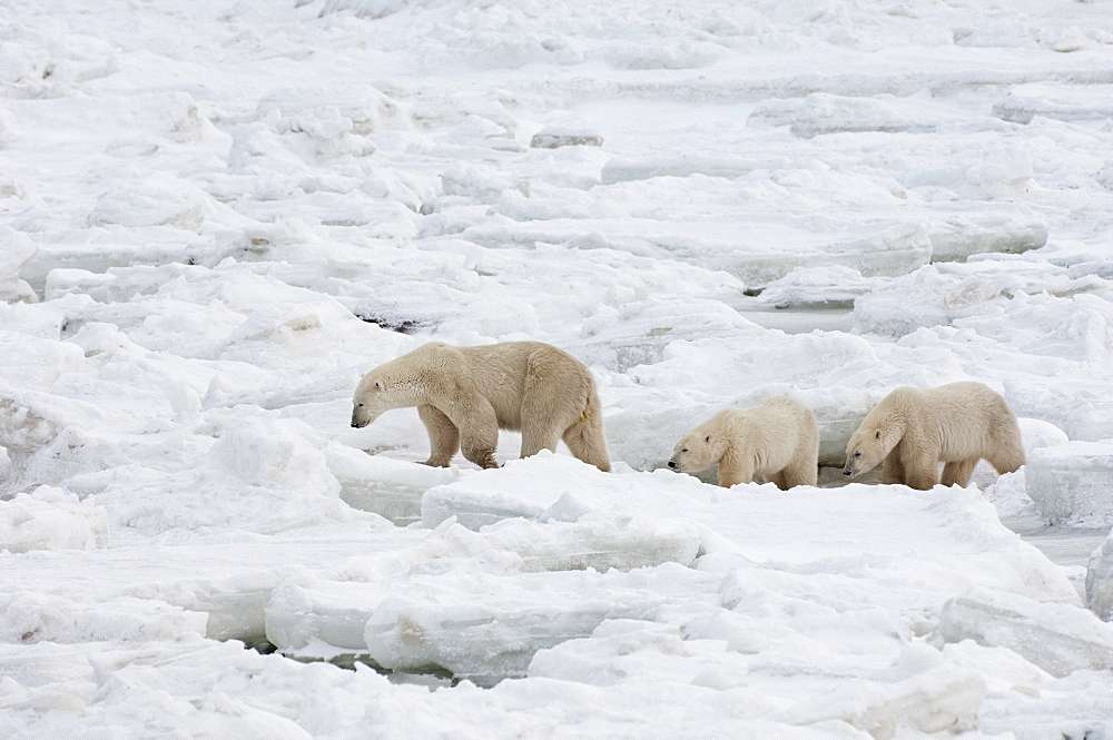 A polar bear group in the wild, one adult and two cubs, Wapusk National Park, Manitoba, Canada