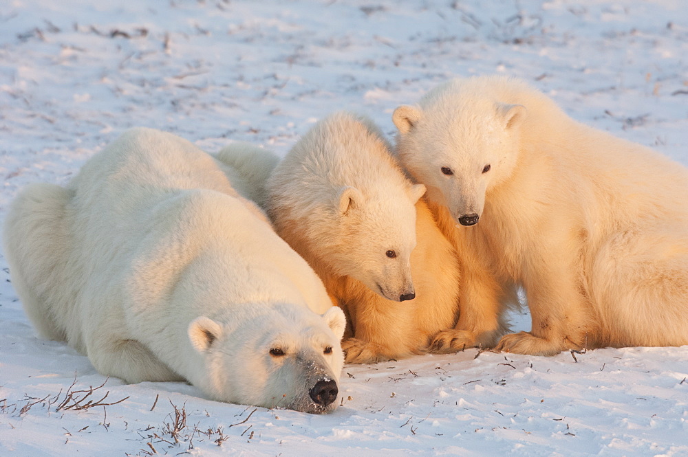 A polar bear family, one adult and two cubs in the wild, on a snowfield at sunset, Wapusk National Park, Manitoba, Canada