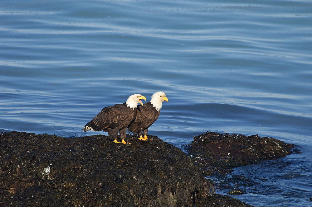 Two bald eagles, Haliaeetus leucocephalus, perched on a rock by water, Sitka, Alaska, USA