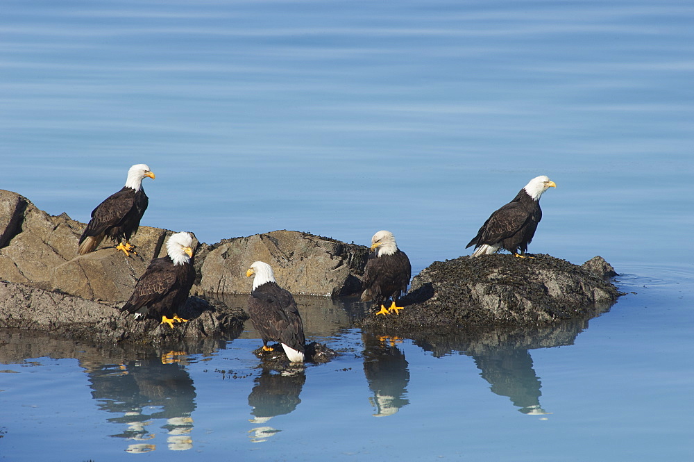 A group of bald eagles, Haliaeetus leucocephalus, perched on rocks by water, Sitka, Alaska, USA