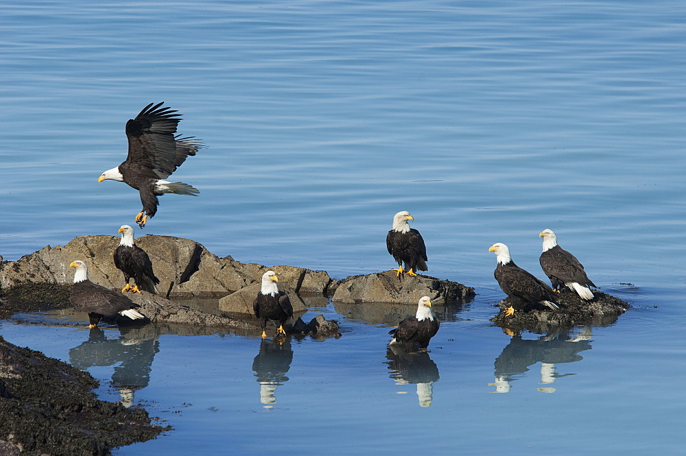 A group of bald eagles, Haliaeetus leucocephalus, perched on rocks by water, Sitka, Alaska, USA