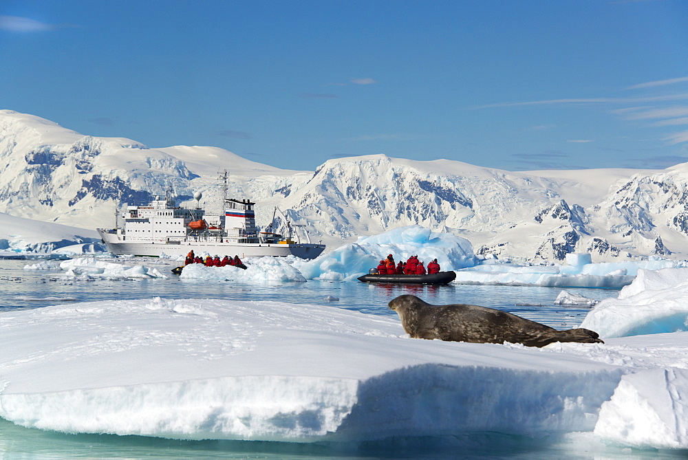 People in small inflatible zodiac rib boats on the calm water around small islands of the Antarctic. A crabeater seal on the ice, Antarctica