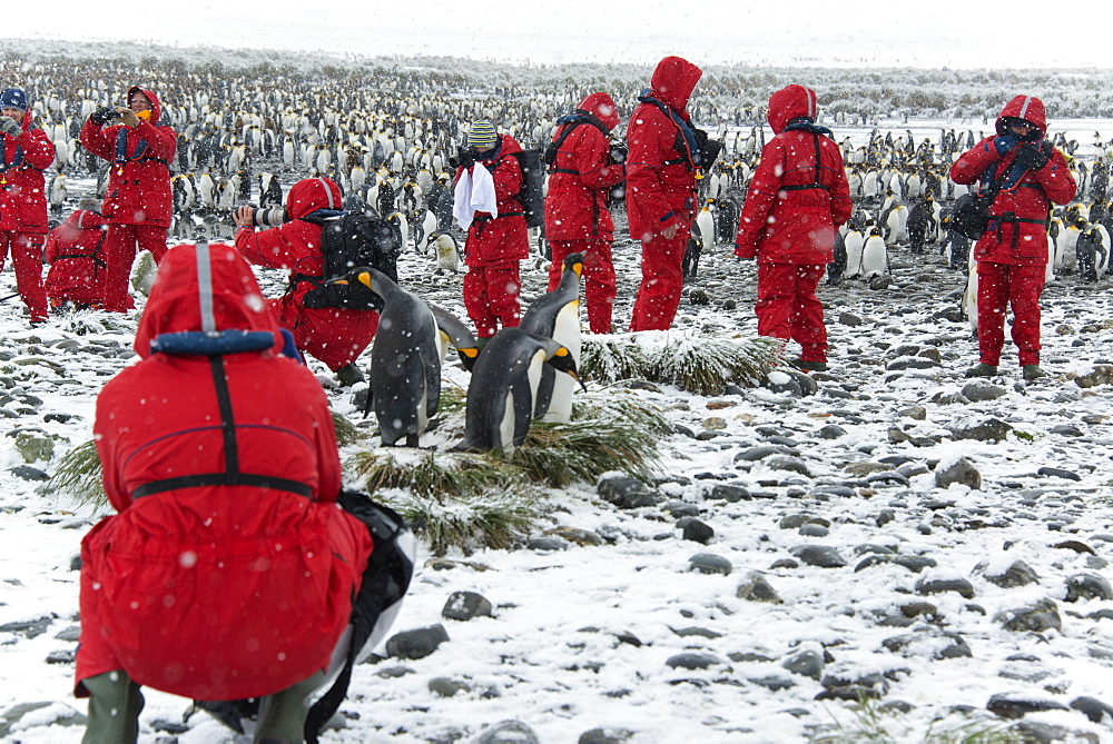 Travellers in bright orange waterproofs observing and photographing king penguins, Salisbury Plain, South Georgia Island