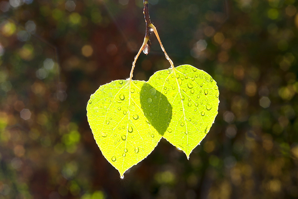 Two bright green leaves against a dark background, lit by the sun. Autumn, Wasatch national forest, Utah, USA