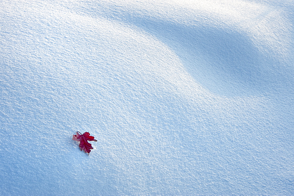 A red autumnal coloured maple leaf against snow, Wasatch national forest, Utah, USA