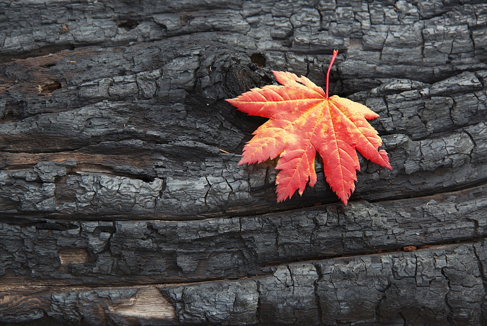 A red brown maple leaf on a tree trunk. Autumn, Wasatch national forest, Utah, USA