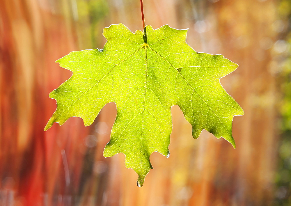 A green maple leaf suspended in the air, Wasatch national forest, Utah, USA