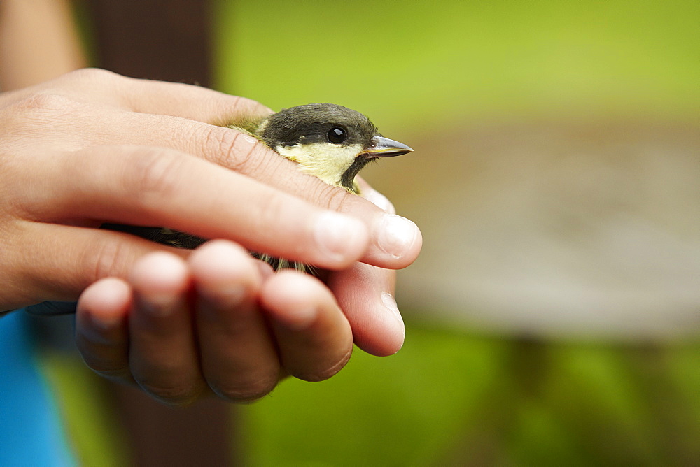 A young girl, a birdwatcher and nature lover, holding a small wild bird in her hands, Bristol, Avon, England