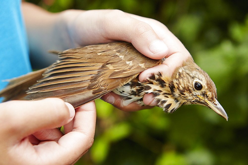 A girl holding a wild bird carefully in her hands checking the wing, Bristol, Avon, England