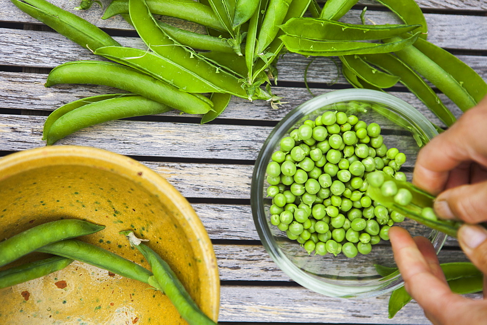 Bowl of freshly picked peas, Avon, England