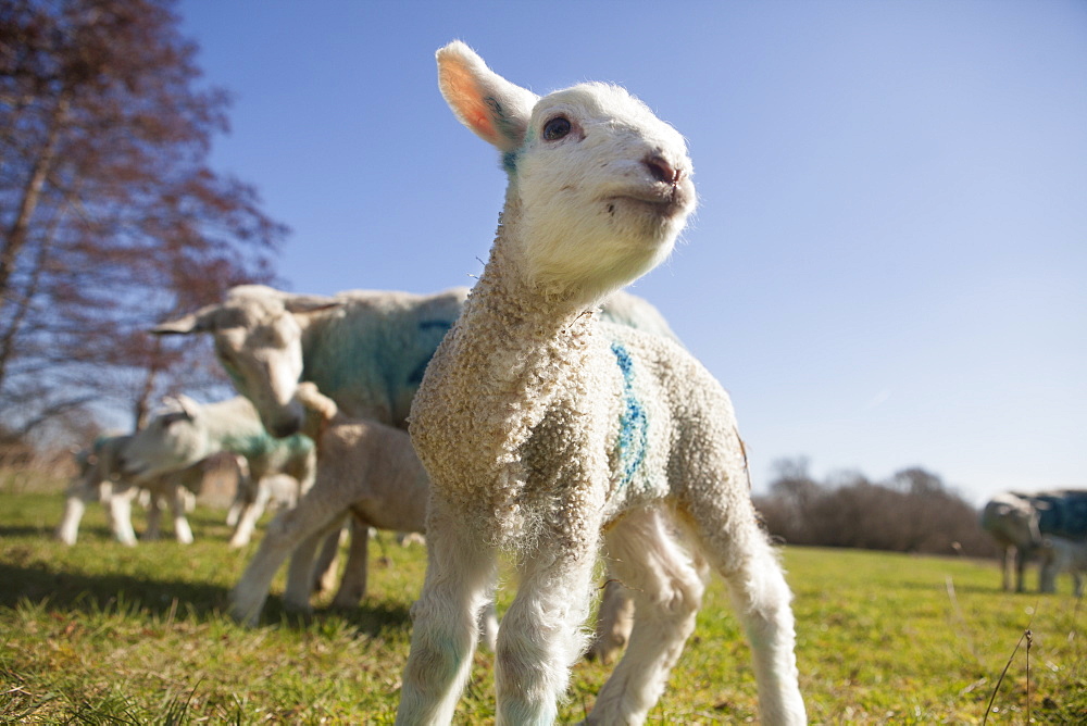 Lambs and mature sheep in the meadow. Spring lambs, Oxfordshire, England