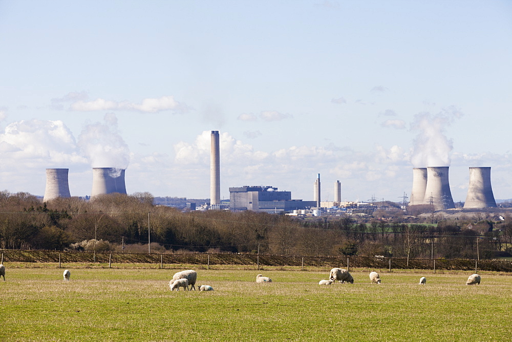 Herd of sheep on a meadow. Didcot coal fired power station in the background, Oxfordshire, England