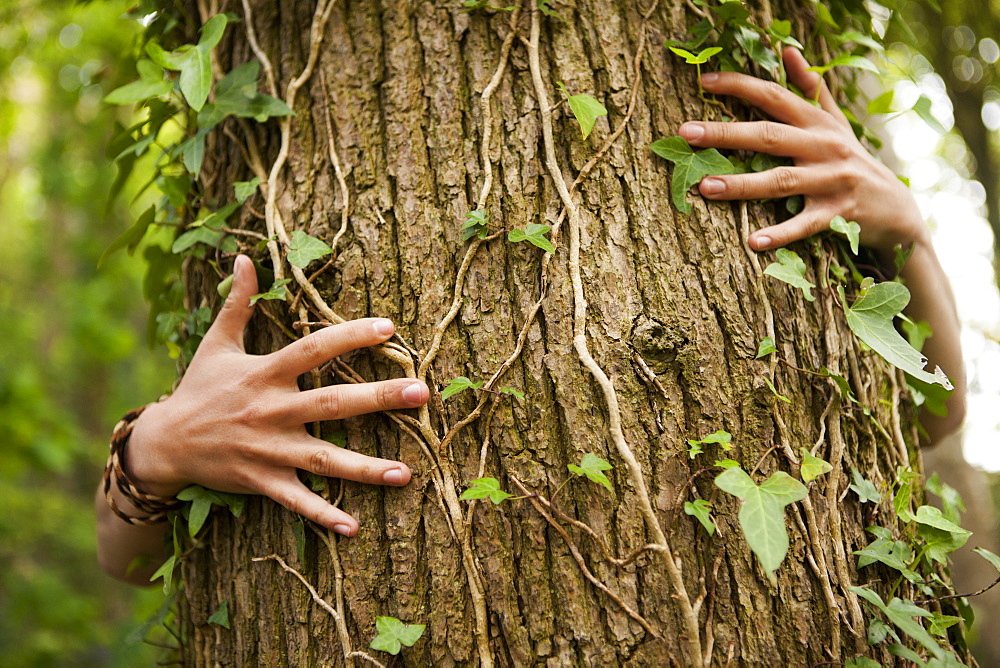 A person hugging an oak tree. Hands spread across the bark, Devon, England