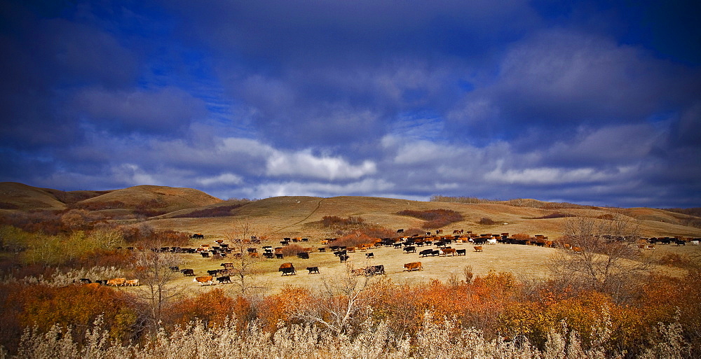 A large herd of cattle on open grassland. RoundupCattle Drive, Saskatchewan, Canada