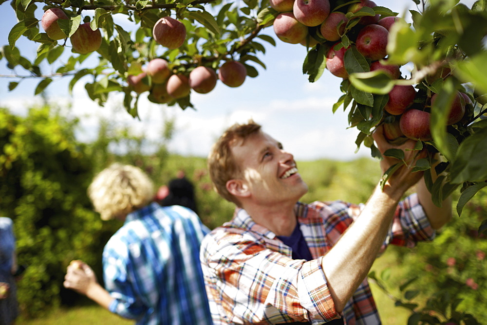 Rows of fruit trees in an organic orchard. A group of people picking the ripe apples, New York State, USA