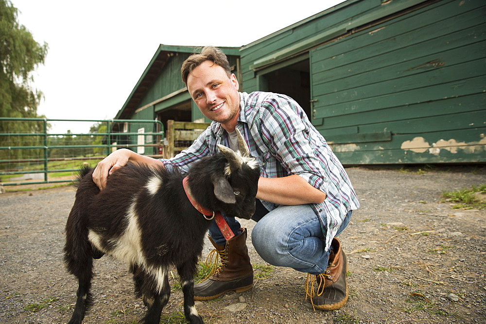 An organic farm in the Catskills. A man with a small goat on a halter, Saugerties, New York, USA