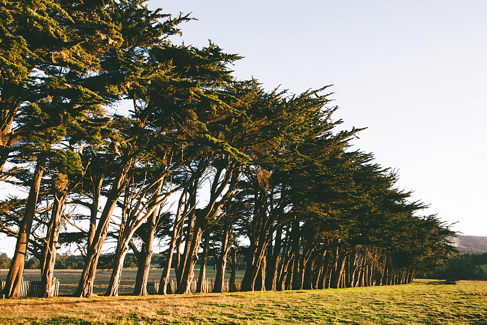 Row of Monterey Cypress trees native species of tree on the edge of a field near Point Reyes, Pacific shore, California, USA