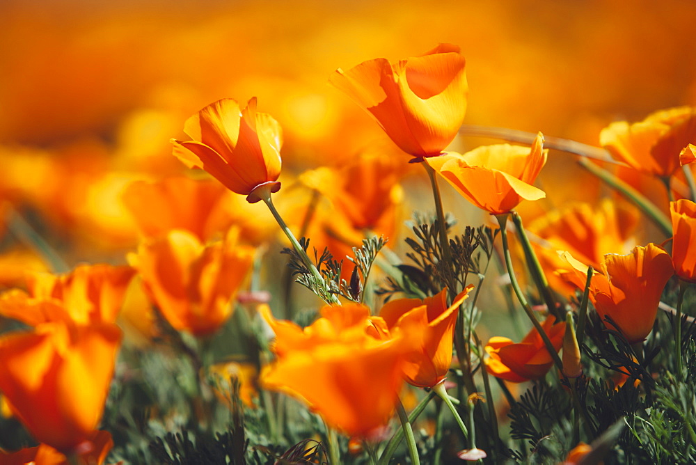 A naturalised crop of the vivid orange flowers, the California poppy, Eschscholzia californica, flowering, in the Antelope Valley California poppy reserve, Papaveraceae, Antelope Valley, California, USA