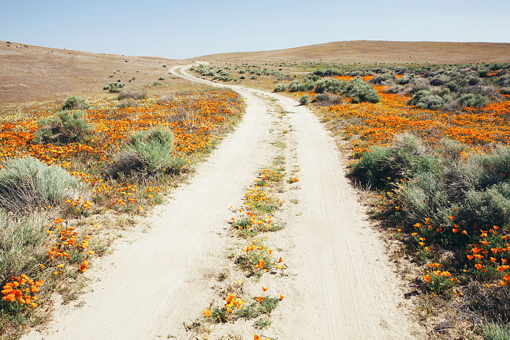 A naturalised crop of the vivid orange flowers, the California poppy, Eschscholzia californica, flowering, in the Antelope Valley California poppy reserve, Papaveraceae, Antelope Valley, California, USA