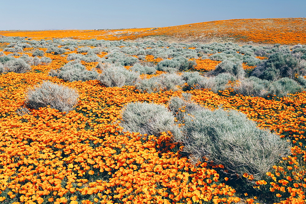 A naturalised crop of the vivid orange flowers, the California poppy, Eschscholzia californica, flowering, in the Antelope Valley California poppy reserve, Papaveraceae, Antelope Valley, California, USA