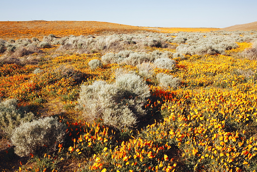 A naturalised crop of the vivid orange flowers, the California poppy, Eschscholzia californica, flowering, in the Antelope Valley California poppy reserve, Papaveraceae, Antelope Valley, California, USA