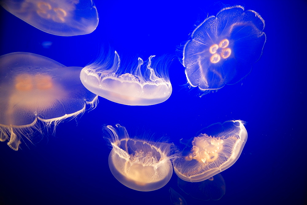 A small group of jellyfish floating in water