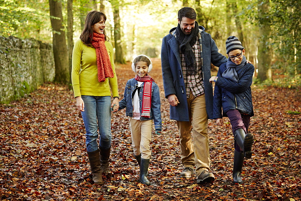 Beech woods in Autumn, with green and autumnal red and orange foliage, England, United Kingdom