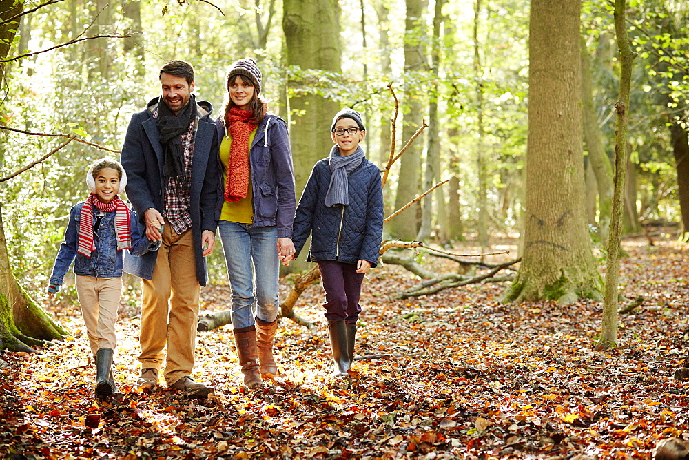 Beech woods in Autumn, with green and autumnal red and orange foliage, England, United Kingdom