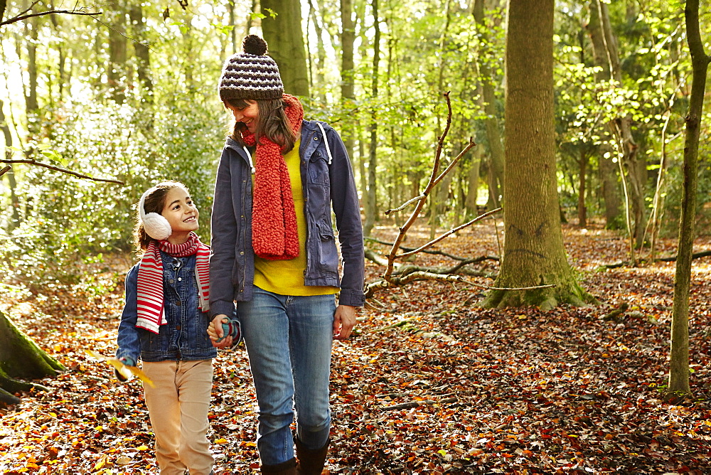 Beech woods in Autumn, with green and autumnal red and orange foliage, England, United Kingdom