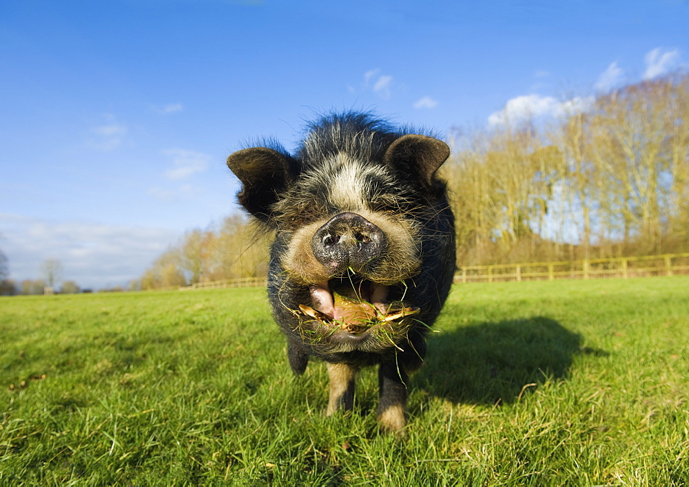 A Vietnamese pot bellied pig in an open field, with its mouth open, and tongue out, Gloucestershire, England, United Kingdom